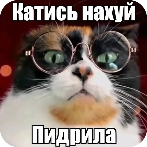🐱 Стикер «Куки что это блять?» для Telegram
