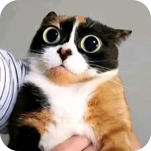 🐱 Стикер «Куки что это блять?» для Telegram