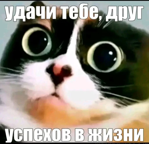 🤩 Стикер «Куки что это блять?» для Telegram