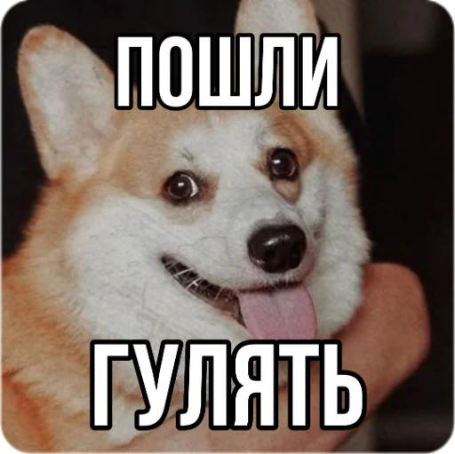 🐶 Стикер «Кукояка Василиса» для Telegram