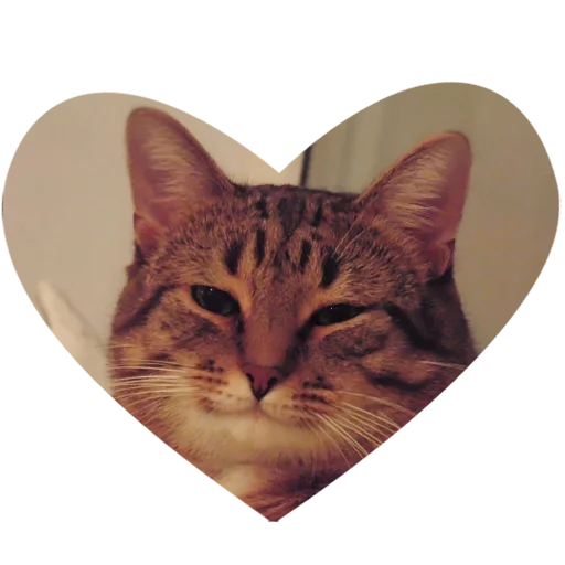 😽 Стикер «Культура работы» для Telegram