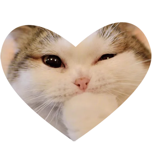 😺 Стикер «Культура работы» для Telegram