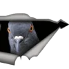 🕊 Эмодзи «курлык уруру» для Telegram