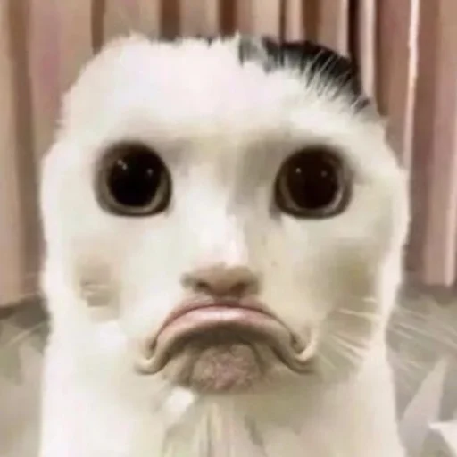 ☃️ Стикер «kuropotik» для Telegram