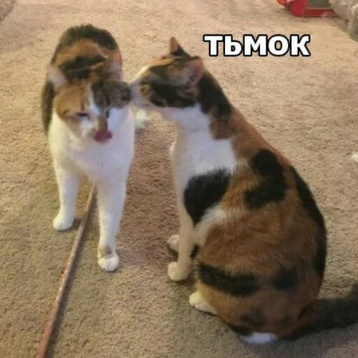Стикерпак КотикЦмок2 для Telegram