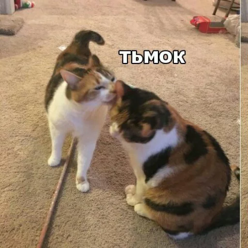 🙃 Стикер «КотикЦмок2» для Telegram