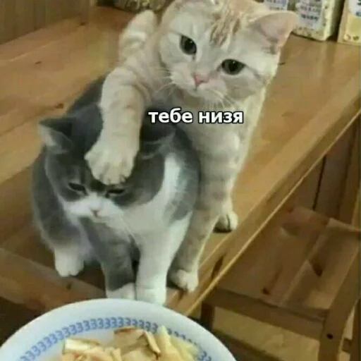 🙁 Стикер «КотикЦмок2» для Telegram