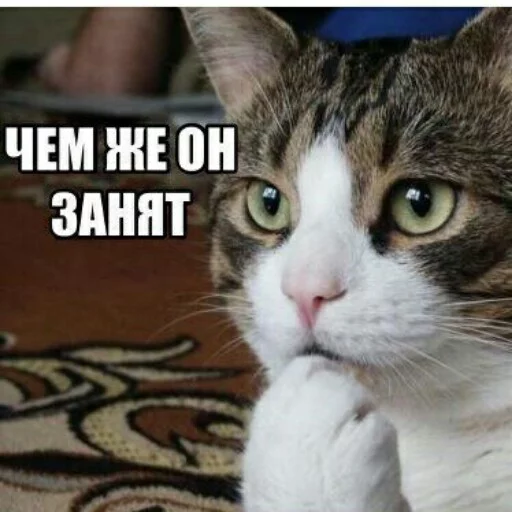 😜 Стикер «КотикЦмок2» для Telegram