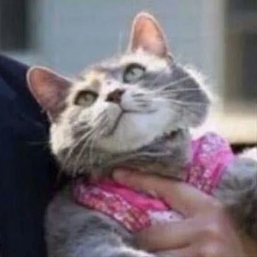 ☺️ Стикер «КотикЦмок2» для Telegram