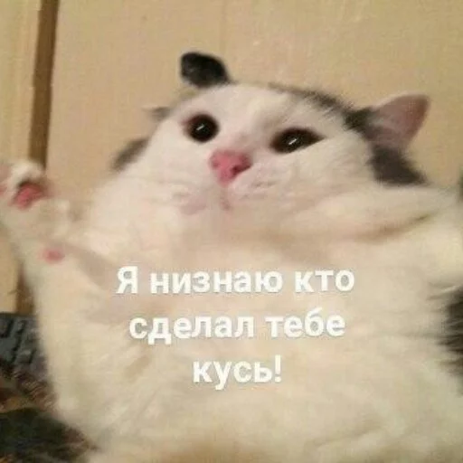 😁 Стикер «КотикЦмок2» для Telegram