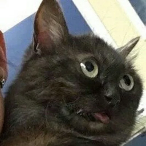 🤪 Стикер «КотикЦмок2» для Telegram