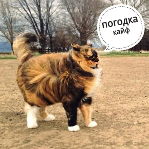 😥 Стикер «КотикЦмок2» для Telegram