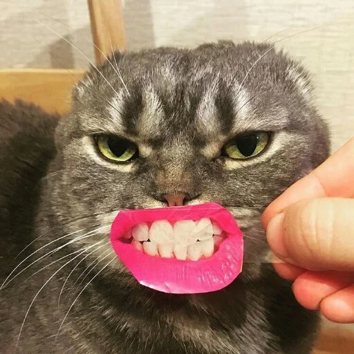 😁 Стикер «КотикЦмок2» для Telegram
