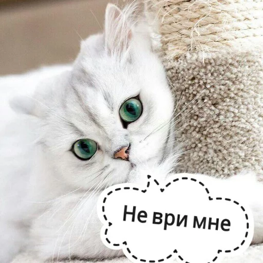 😞 Стикер «КотикЦмок2» для Telegram