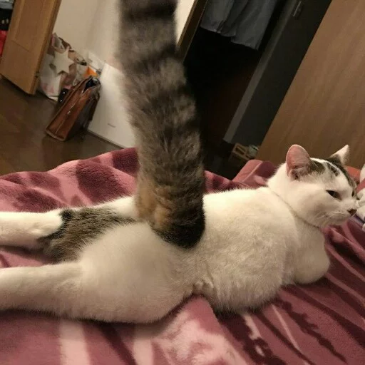 😏 Стикер «КотикЦмок2» для Telegram