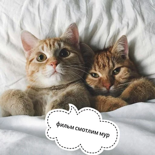 😊 Стикер «КотикЦмок2» для Telegram