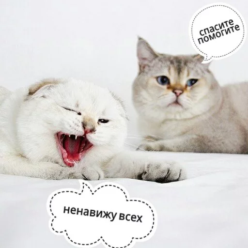 😝 Стикер «КотикЦмок2» для Telegram