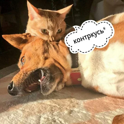 😘 Стикер «КотикЦмок2» для Telegram