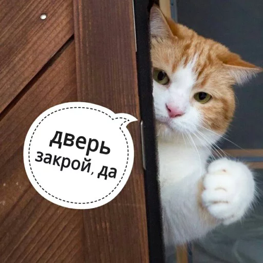 🤭 Стикер «КотикЦмок2» для Telegram