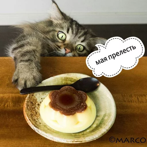😍 Стикер «КотикЦмок2» для Telegram