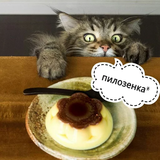 😍 Стикер «КотикЦмок2» для Telegram