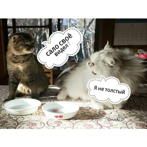 😂 Стикер «КотикЦмок2» для Telegram
