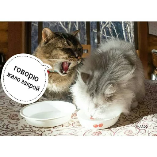 😡 Стикер «КотикЦмок2» для Telegram