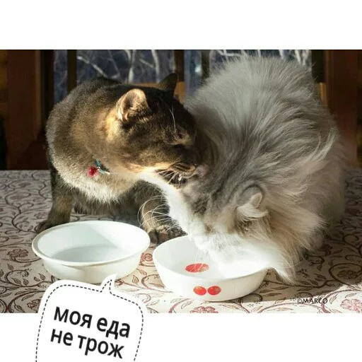💋 Стикер «КотикЦмок2» для Telegram
