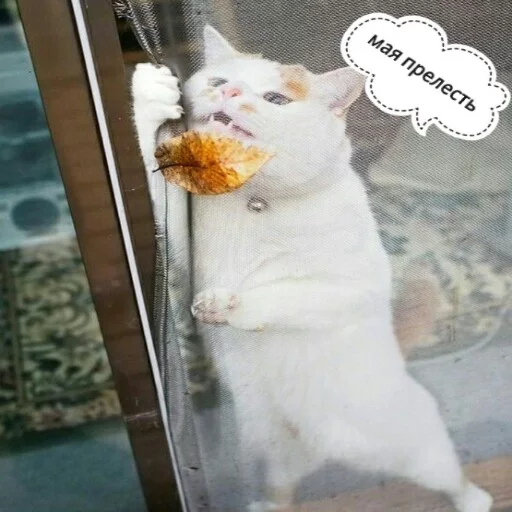 😍 Стикер «КотикЦмок2» для Telegram