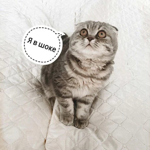 🙄 Стикер «КотикЦмок2» для Telegram