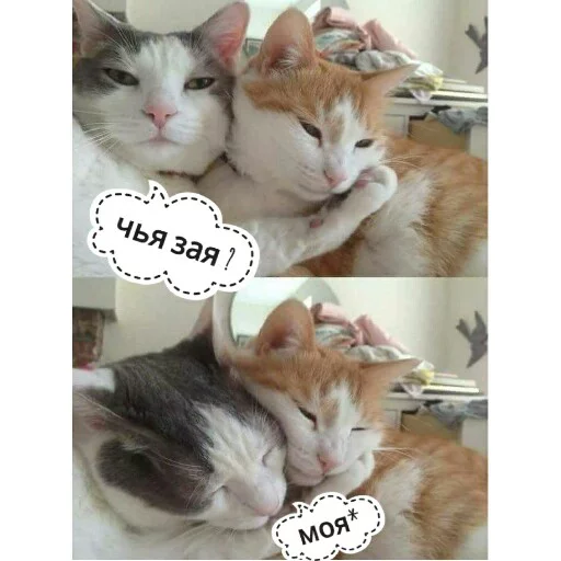 ☺️ Стикер «КотикЦмок2» для Telegram