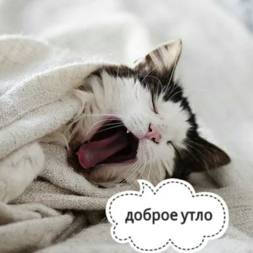 😴 Стикер «КотикЦмок2» для Telegram