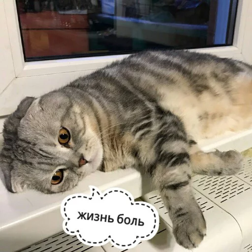 😞 Стикер «КотикЦмок2» для Telegram