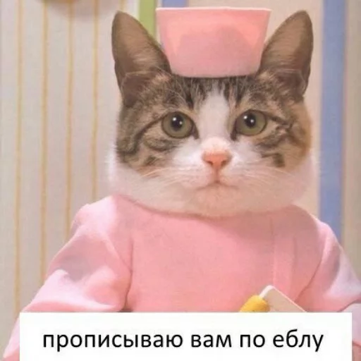 😡 Стикер «КотикЦмок2» для Telegram