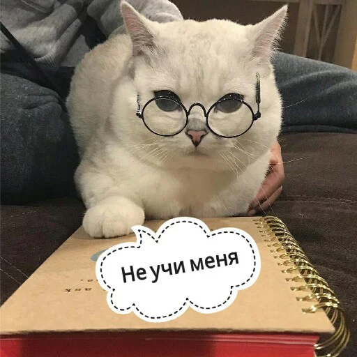 🙄 Стикер «КотикЦмок2» для Telegram