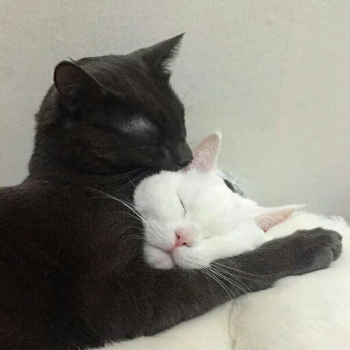 ❣ Стикер «КотикЦмок2» для Telegram