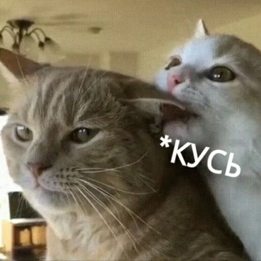 😙 Стикер «КотикЦмок2» для Telegram