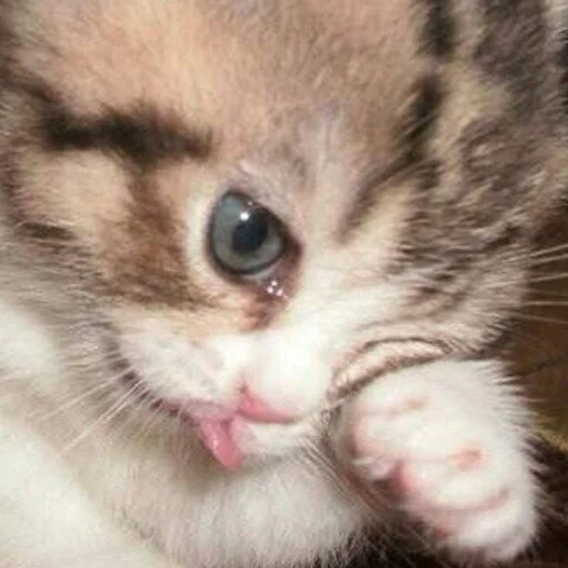 😢 Стикер «КотикЦмок2» для Telegram