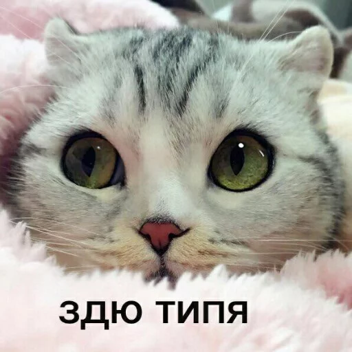 😉 Стикер «КотикЦмок2» для Telegram