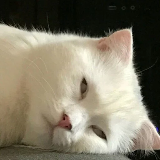 🤨 Стикер «КотикЦмок2» для Telegram