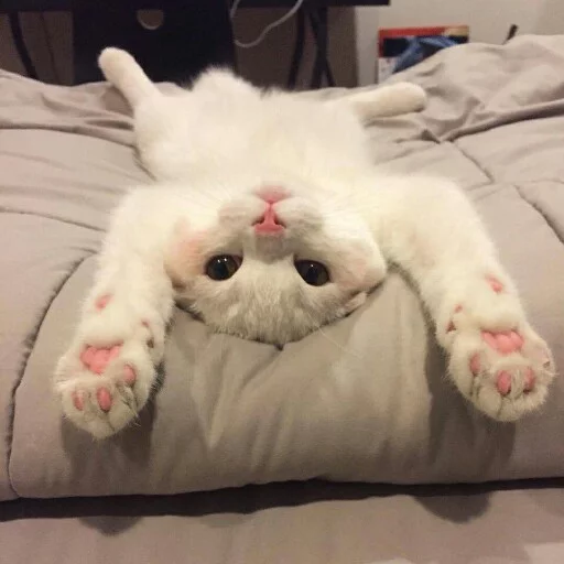 🤗 Стикер «КотикЦмок2» для Telegram