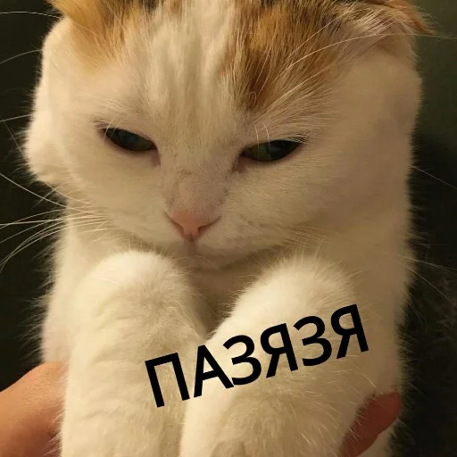 😔 Стикер «КотикЦмок2» для Telegram