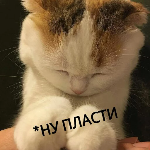 😒 Стикер «КотикЦмок2» для Telegram