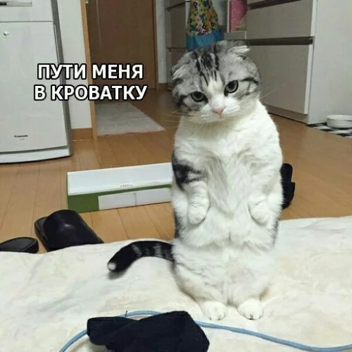 😭 Стикер «КотикЦмок2» для Telegram