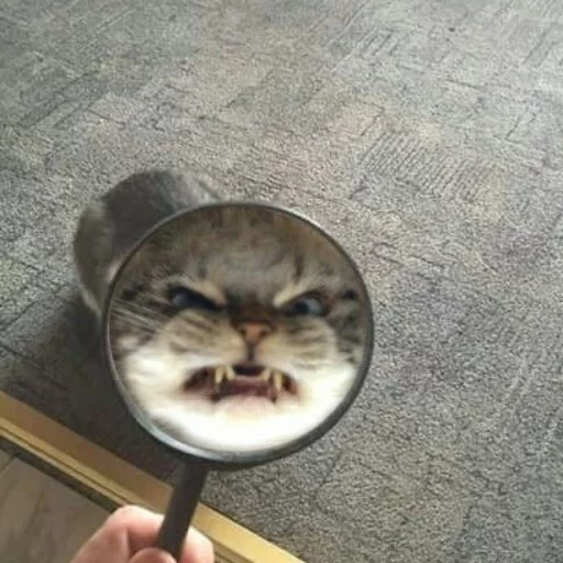 😬 Стикер «КотикЦмок2» для Telegram