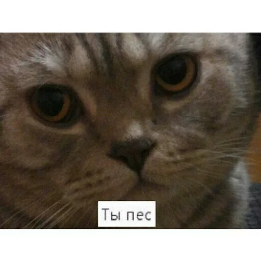😤 Стикер «КотикЦмок2» для Telegram