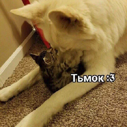 😙 Стикер «Кусь part 2» для Telegram