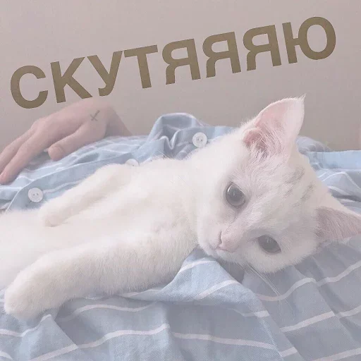 🤨 Стикер «Кусь part 2» для Telegram