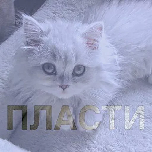 😚 Стикер «Кусь part 2» для Telegram