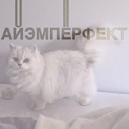 😙 Стикер «Кусь part 2» для Telegram